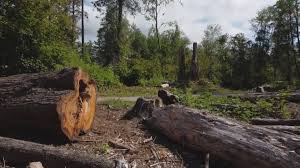 How Our Tree Care Process Works  in  Caledonia, WI
