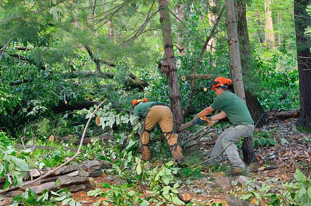 Professional Tree Services in Caledonia, WI